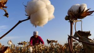 a farmer picks cotton from a field in hami