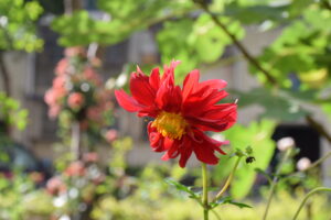 dsc 0080